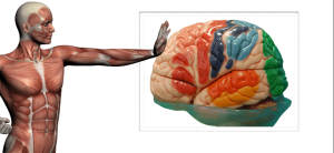 Neuroanatomía Funcional del Movimiento