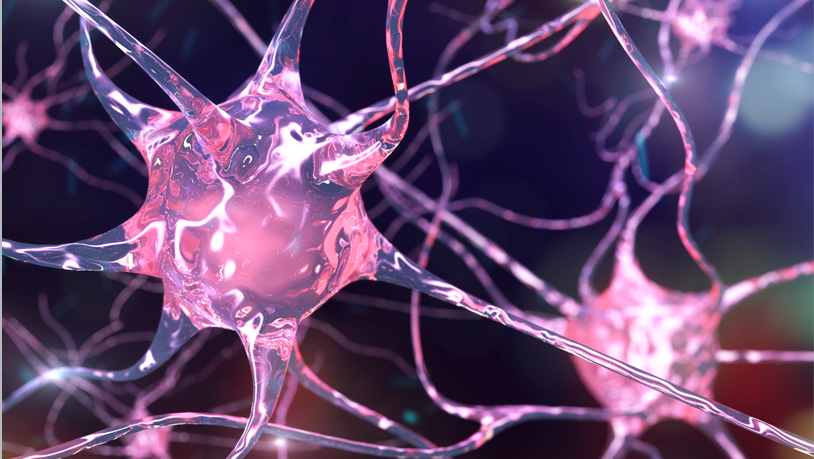 neurona